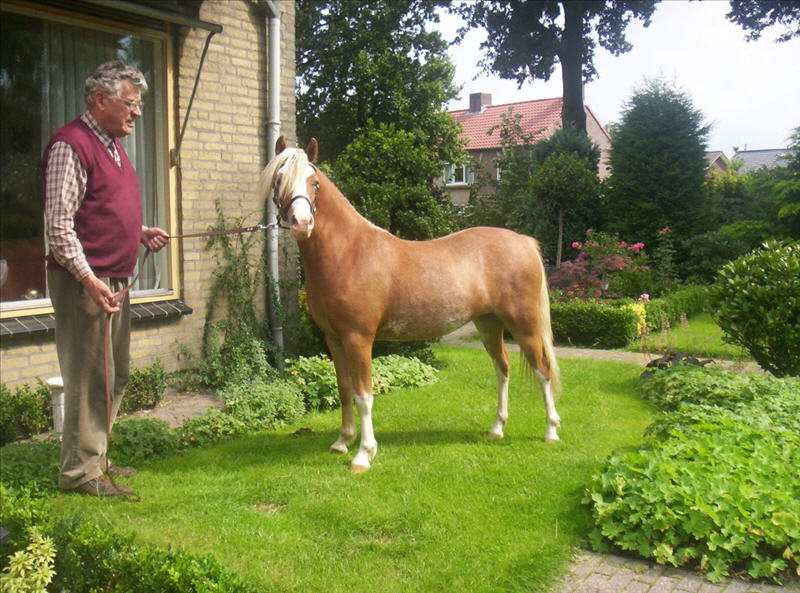 Sumrin Toscane as a yearling