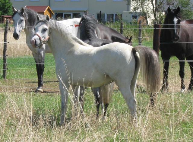 Sumrin Twilight as a yearling